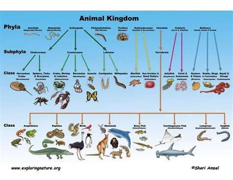 Pin on Animal Kingdom | Animal classification, Taxonomy biology, Taxonomy