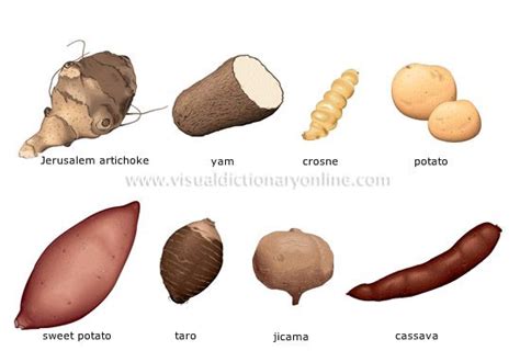 tuber-vegetables.jpg (550×384) | VEGETABLES AND FRUIT LIST NAMES | Pinterest | Search, The plant ...