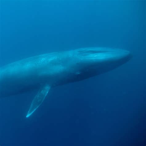 Underwater Blue Whale Photography