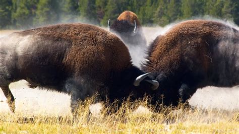 Combat de bisons impressionnant - ZAPPING SAUVAGE - YouTube