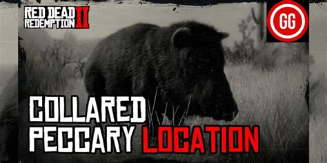 How to Hunt Collared Peccary Pig RDR2 + Location - Gamerz Gateway ...