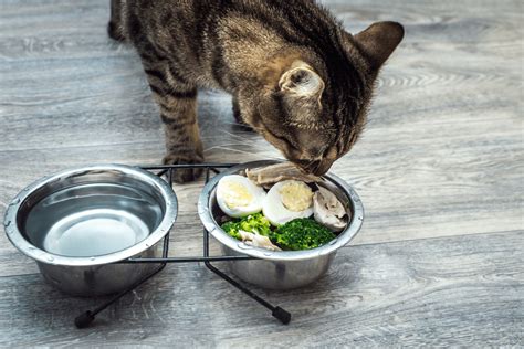 The Most Effective Home Remedies For Cat Vomiting