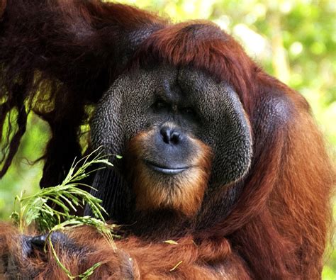 ReedWrites: "M" is for Malaysia's Magnificent Mammals, Monkeys ...