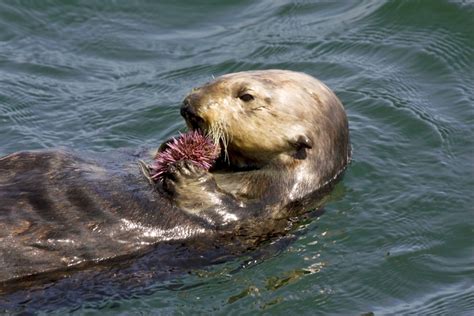 Sea Otters Eating