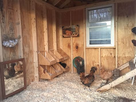 Inside my chicken coop - the girls love mirrors | Inside chicken coop, Building a chicken coop ...