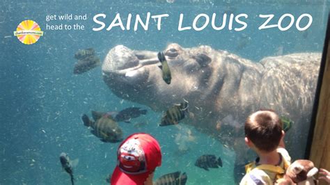 St Louis Zoo Stingrays Free | IQS Executive