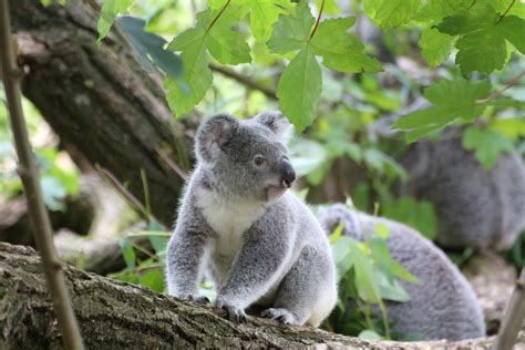 A List Of Australian Outback Animals Found In The Opal Fields