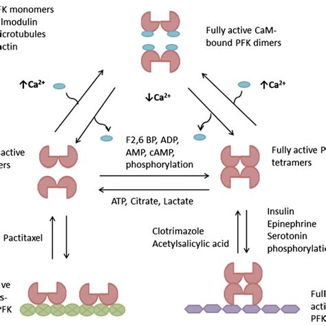 Model of regulation and inhibition of PFK activity modified from... | Download Scientific Diagram