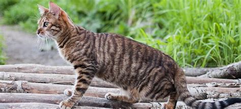 7+ Facts About Toyger Cats [Personality, History, Health & More]