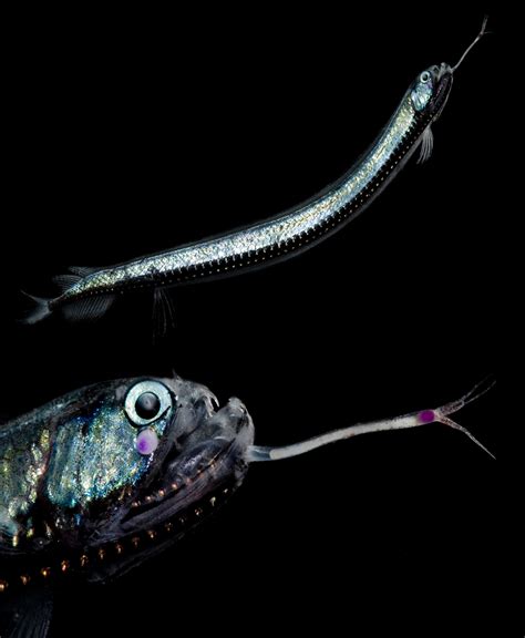 Dragonfish | Laboratory News