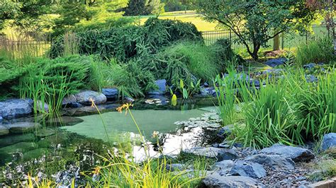 How to Build a Sustainable Sand-Bottom Pond - POND Trade Magazine