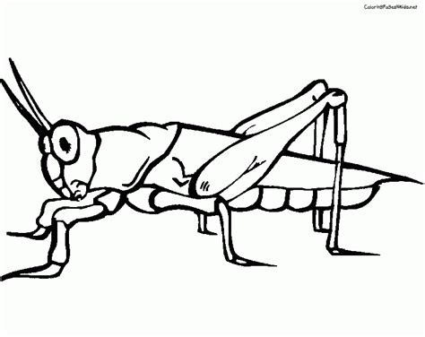 The Very Quiet Cricket Coloring Pages - Coloring Home