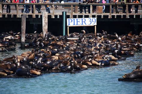 san francisco sea lions jersey Wharf fisherman district