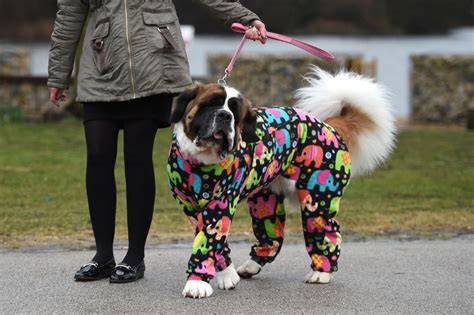 Behind the scenes at the luxury Crufts dog show in England | New York Post