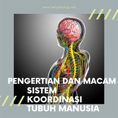 Pengertian dan Macam Sistem Koordinasi Tubuh Manusia - Kelas Biologi