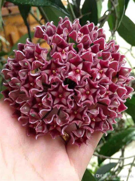 2019 New Fresh Seeds Hoya Seeds,Potted Hoya Carnosa Flower Seed Garden Plants Perennial Planting ...