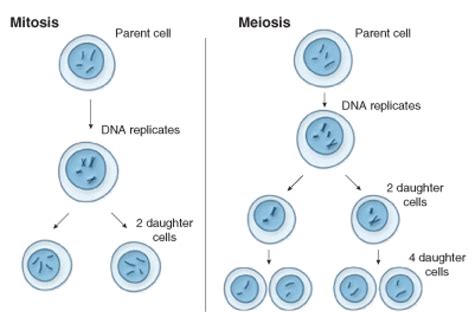 haploid - definition - What is