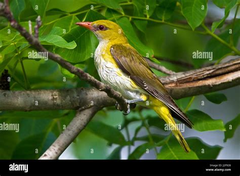 Female Eurasian Golden Oriole on branch Stock Photo - Alamy