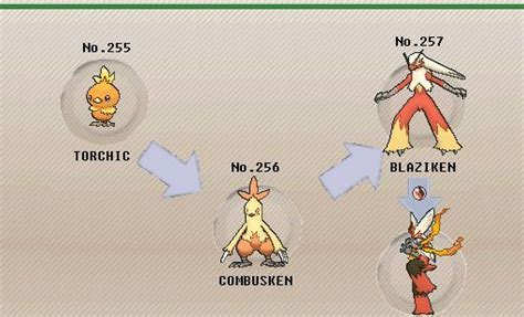 Pokemon Combusken Evolution