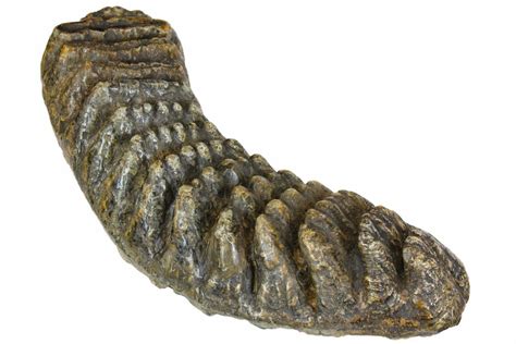 11.8" Fossil Stegodon Molar - Indonesia (#146531) For Sale - FossilEra.com