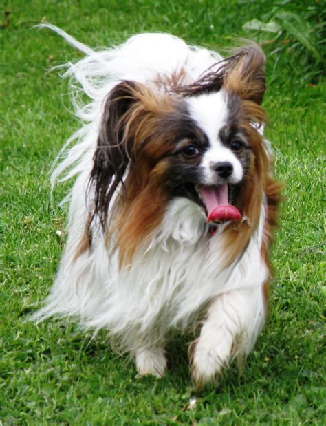 Papillon Dog Breed - Pictures, Information, Temperament ...