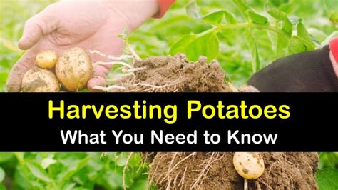 Potato Harvesting Guide - How and When to Pick Potatoes