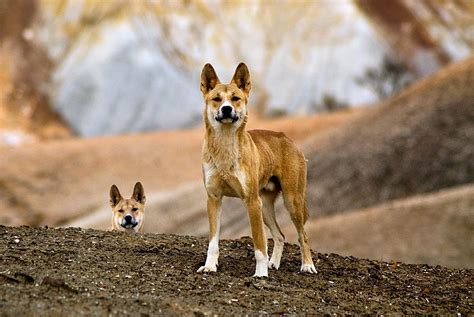 Australia’s View of the Dingo Evolves - The New York Times