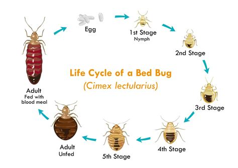 Bed bugs vs Roaches - PestProper