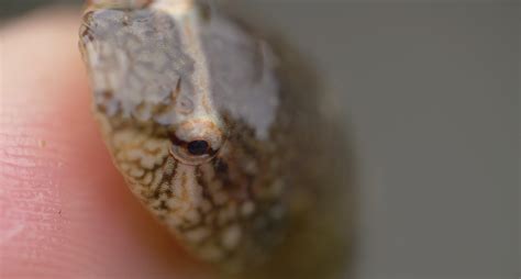 Salish Sea Wild: Awesome Fishes of the Intertidal — SeaDoc Society