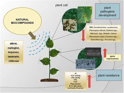 Agronomy | Free Full-Text | Natural Compounds as Elicitors of Plant ...