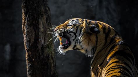 Roaring Wallpaper 4K, Tiger, Big cat, Wildlife, Tree