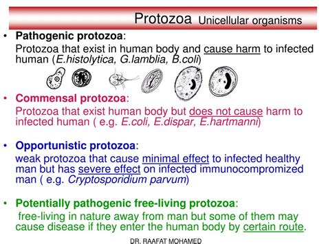 PPT - Protozoa PowerPoint Presentation, free download - ID:6756023