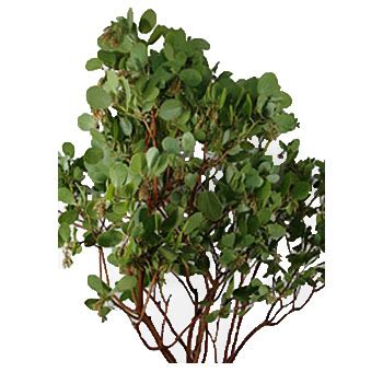 Manzanita Branches Wholesale