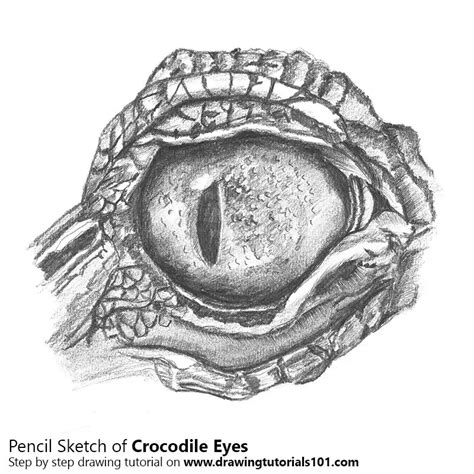 Crocodile Eyes Pencil Drawing - How to Sketch Crocodile Eyes using ...