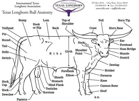 Standards | Anatomy, Large animal vet, Longhorn