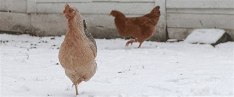 Cold Weather Chicken Care | Meyer Hatchery Blog