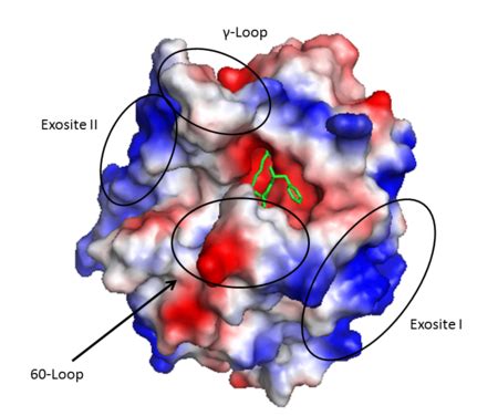 Thrombin - Proteopedia, life in 3D