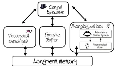 Working Memory Model Diagram | Quizlet