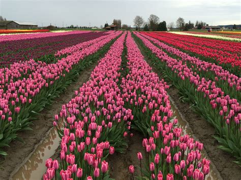 Calendar • 35th Annual Skagit Valley Tulip Festival