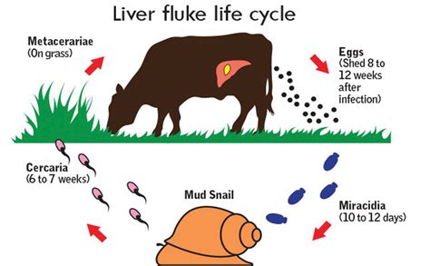 Controlling liver flukes in beef cattle | Canadian Cattlemen