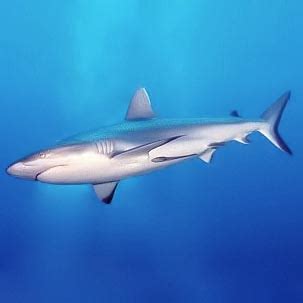 Shark - Wikipedia