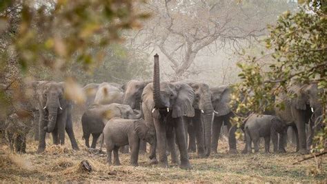 In Chad, the Elephants (So Many Elephants) Are Back - The New York Times