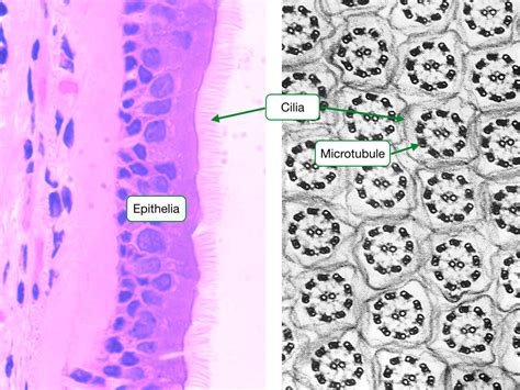 Histology Of Cells And Epithelia Lab