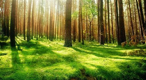 Beautiful Forest Scenery sun, bonito, beautiful day graphy, nice, green ...