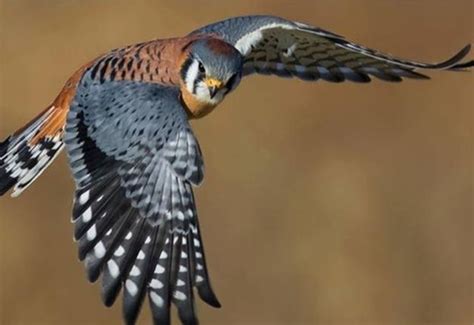 Birds of New Mexico | Wildlife, Birds of prey, New mexico