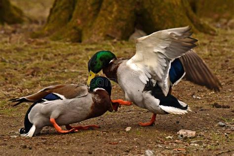 Two Common Mallard Duck Male, Fight in the Spring about the Female Stock Image - Image of ducks ...