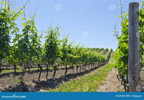 Vineyard Landscape #4 stock image. Image of making, panorama - 25431789