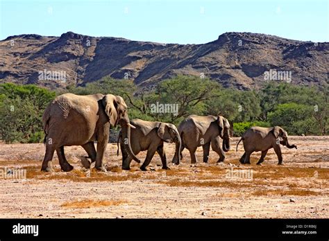 Desert elephants in Damaraland, Namibia Stock Photo - Alamy