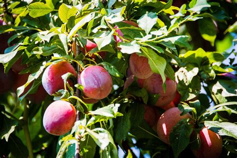 How to Prune Plum Trees | Dwarf fruit trees, Fruit trees, Japanese plum ...