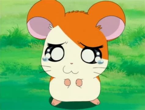 Pin by Tiffany Sigaran on AMELIA | Hamtaro, Aesthetic anime, Cartoon pics